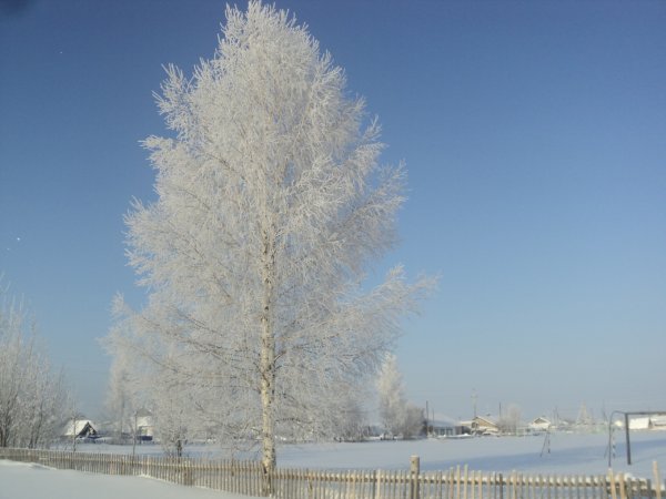 Белая береза