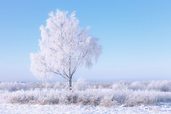 Белая береза зимой