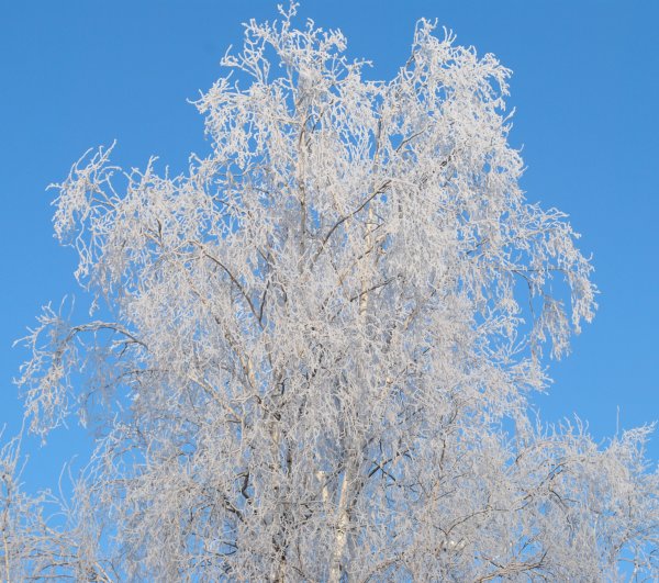Береза плакучая зимой