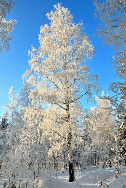 Береза зимой
