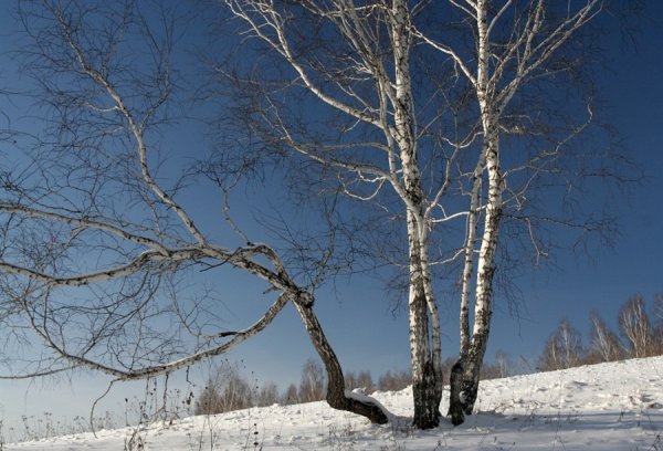 Береза зимой