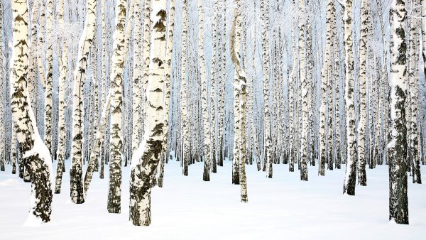 Береза зимой