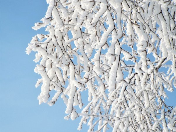 Иней на ветках