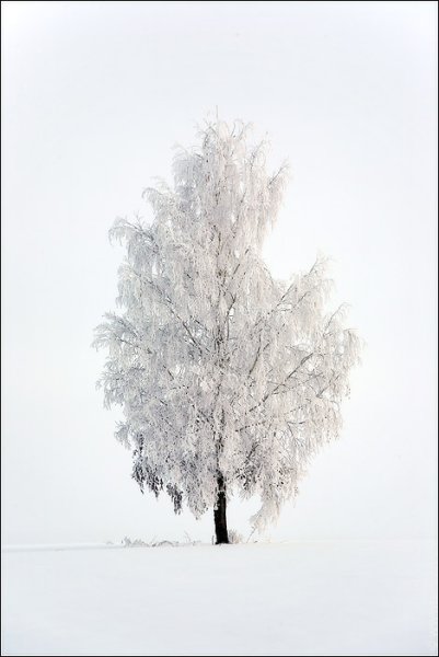 Дерево в инее на белом фоне