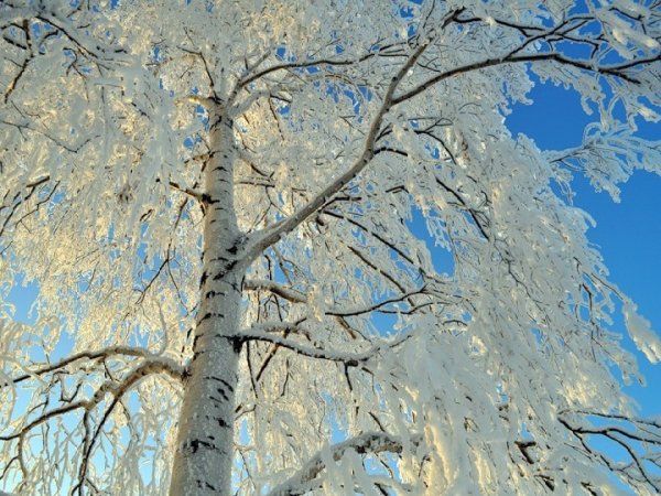 Белая береза