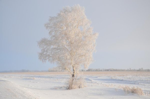 Береза зима