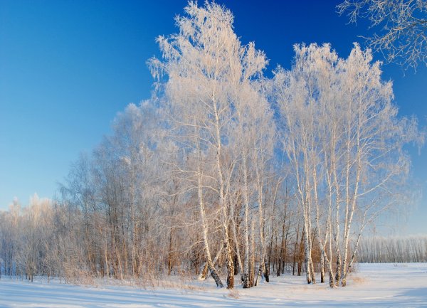 Береза Сибирская зимой