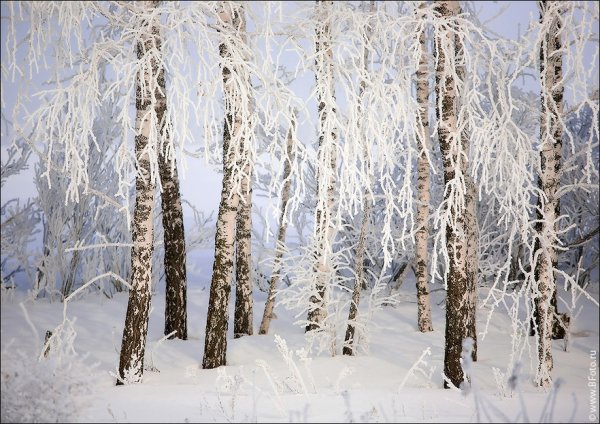 Картина береза в снегу