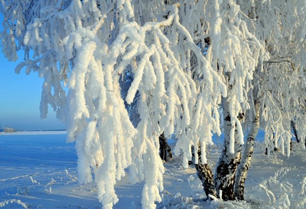 Снежная бахрома на деревьях
