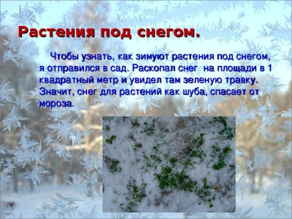 Растения зимой под снегом не