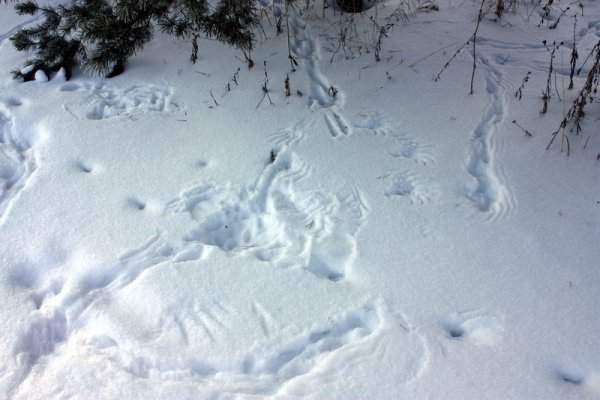 Следы животных зимой на снегу