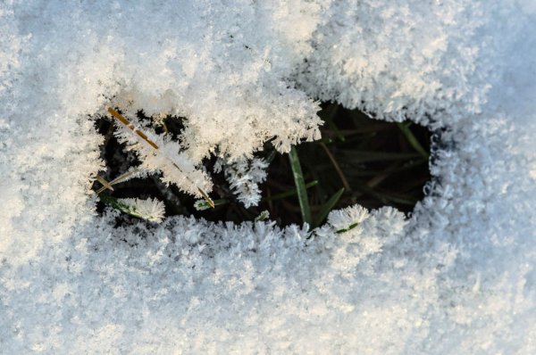 Трава под снегом