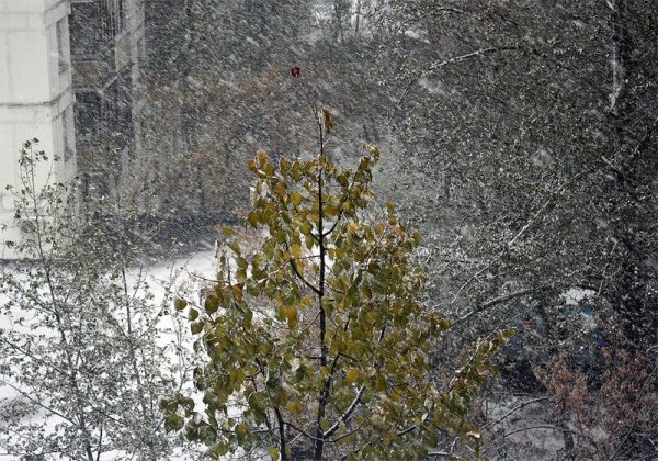 Первый снег за окном