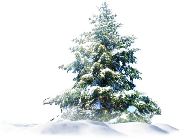 Ель в снегу на белом фоне