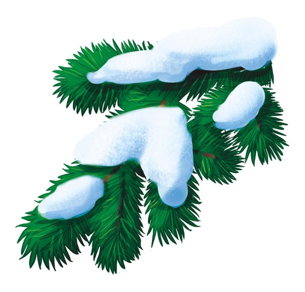 Еловая ветка в снегу на прозрачном фоне