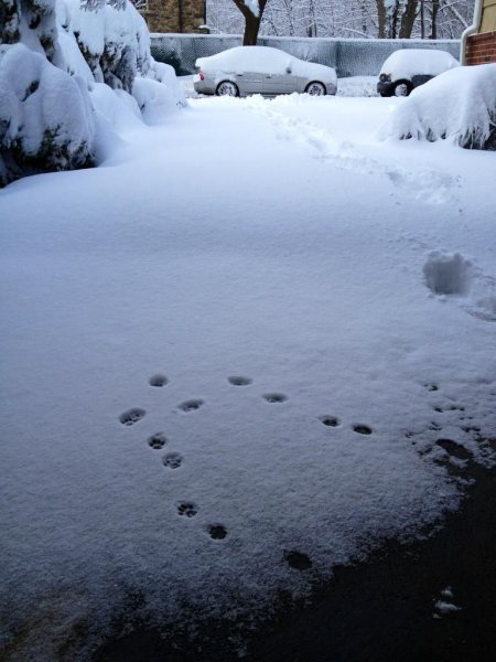 Кот снег передумал