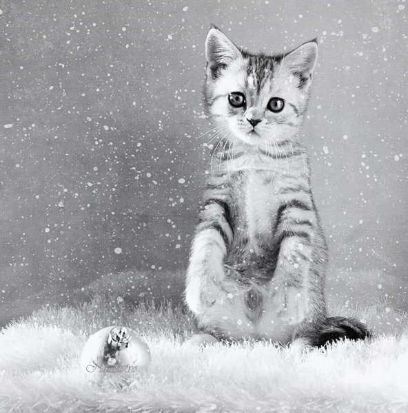 Снежный кот