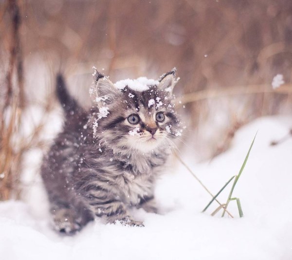 Котик в снегу