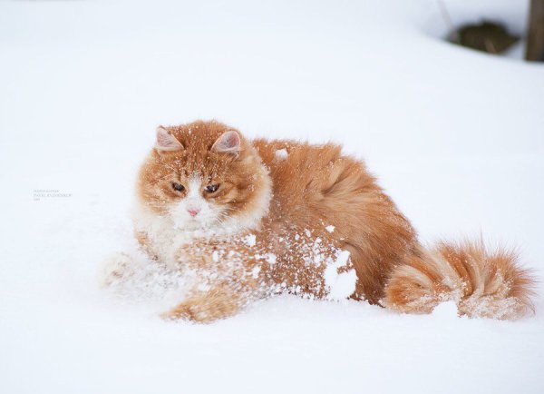 Рыжий котенок в снегу