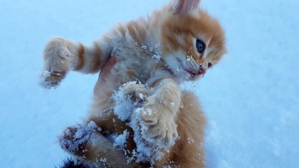 Маленький котенок в снегу