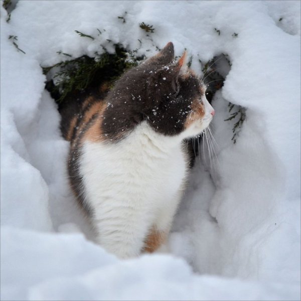 Котенок в снегу