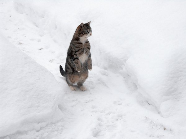 Кот бежит в снегу