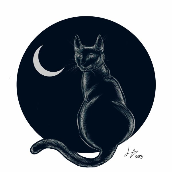Черная кошка и Луна