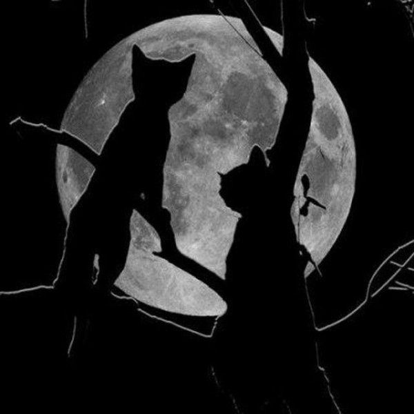 Черная кошка на крыше