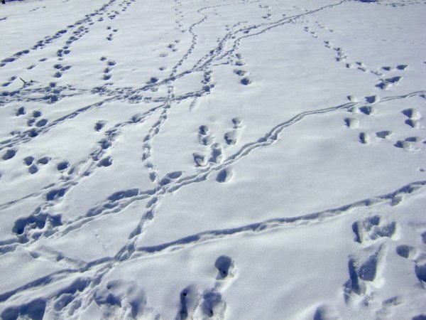 Следы зайца беляка