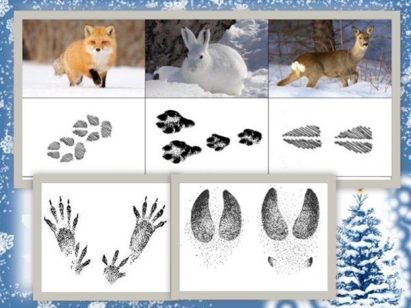 Чьи следы на снегу