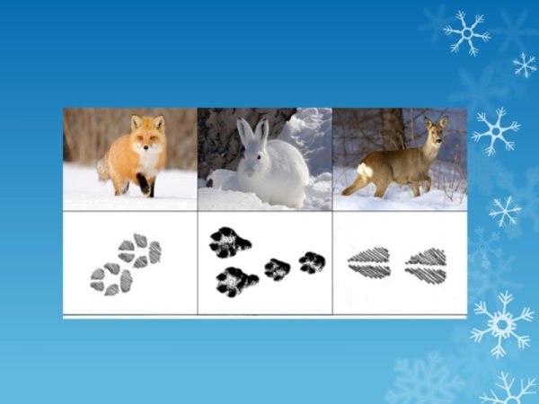 Дикие животные зимой старшая группа