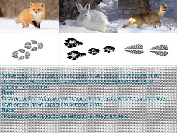 Следы зверей зимой