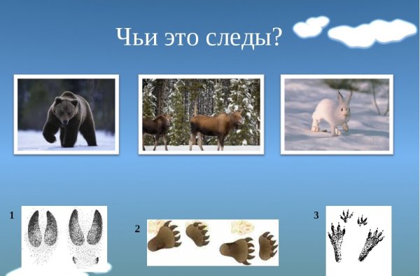 Чьи следы на снегу