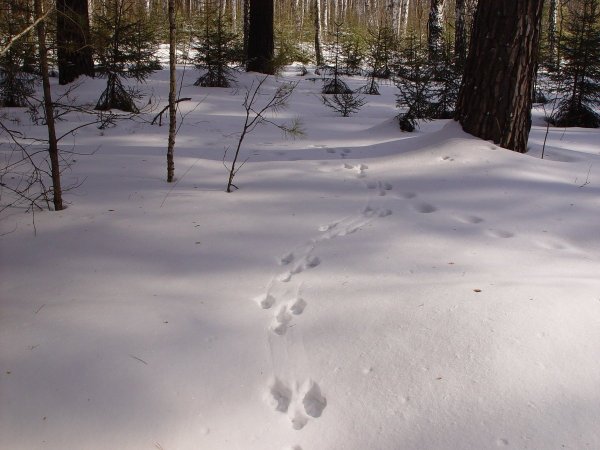 Следы зайца беляка