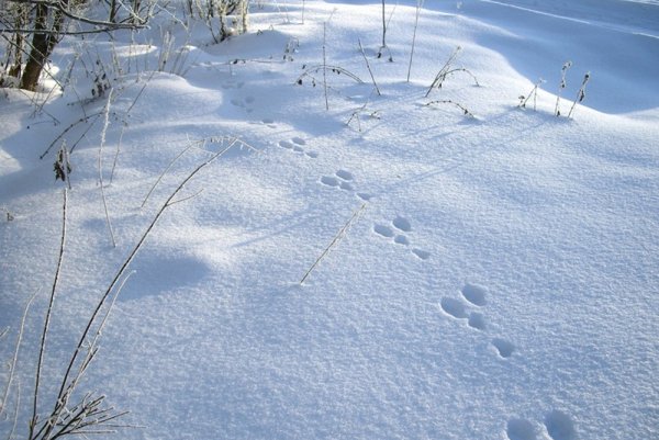 Следы зайца в зимнем лесу