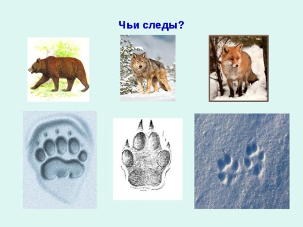 Следы диких животных зимой