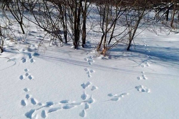 Зимний маршрутный учет охотничьих животных