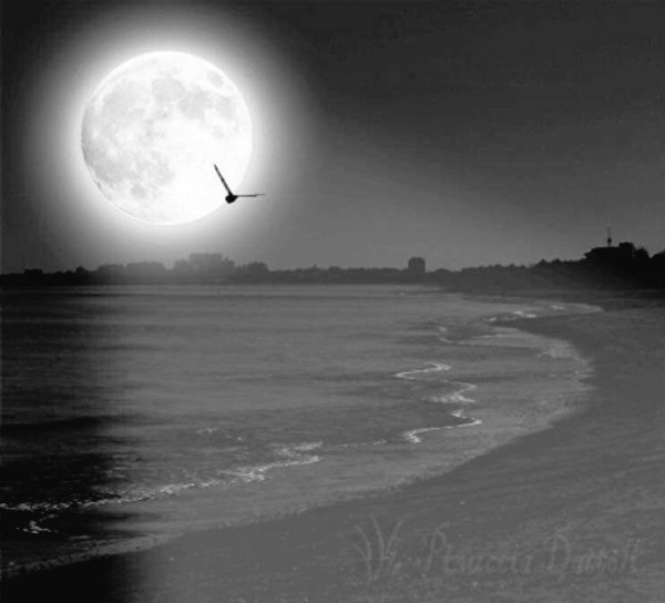 Лунная ночь анимация