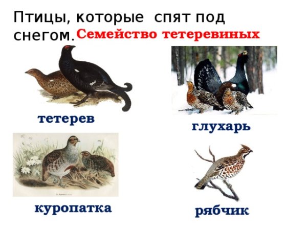 Тетерев под снегом