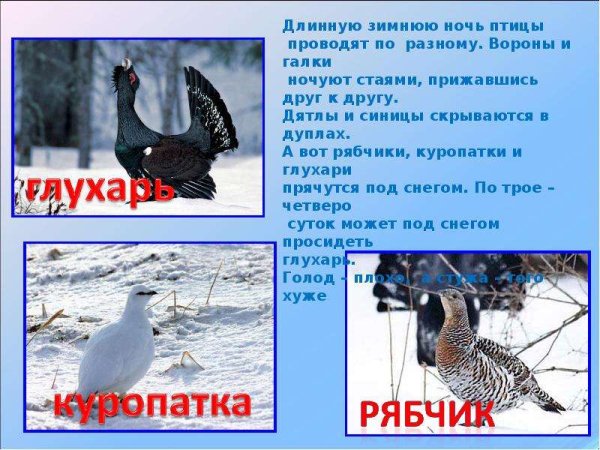 Какие птицы зимуют зарывшись в снег