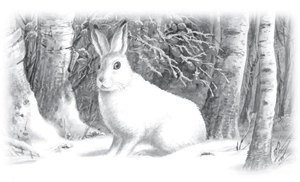 Георгий Скребицкий белая шубка