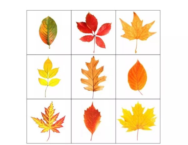 Осенние листья разных деревьев