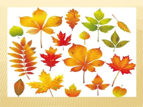 Листья разных деревьев