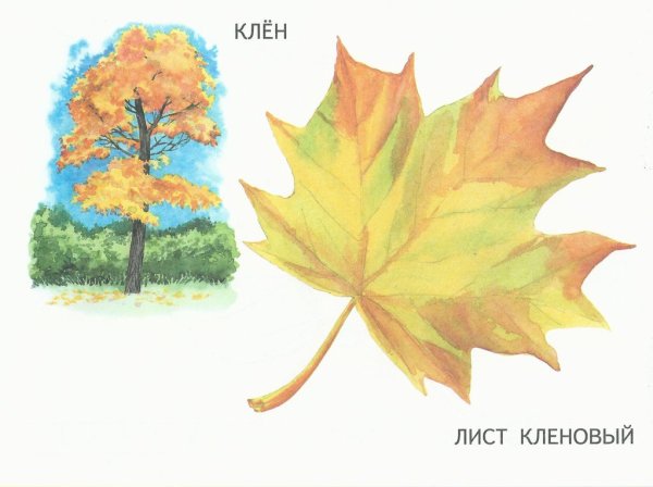 Листья деревьев осенью для дошкольников