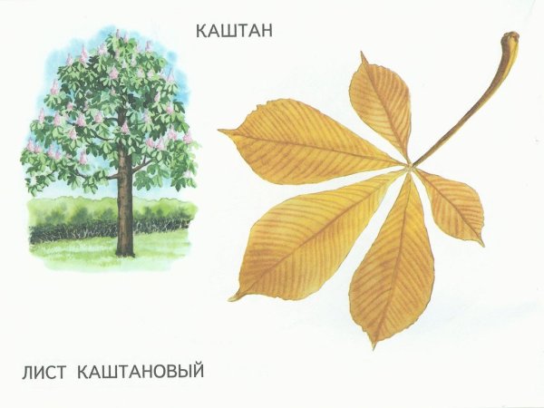 Листья деревьев