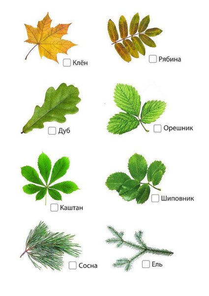 Листья дуба клена ивы и березы