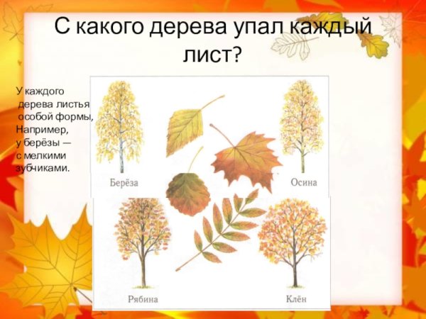 Осенние листья с названиями деревьев