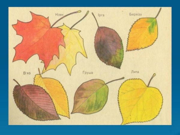 Листья разных деревьев