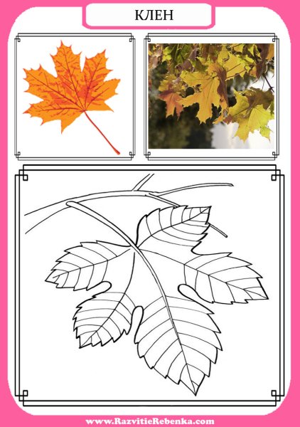 Листья деревьев с названиями