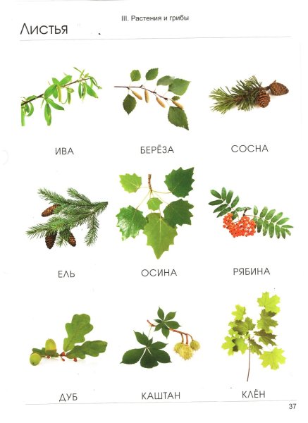 Листья дуба клена ивы и березы